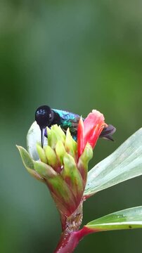 Iridescent Hummingbird on Tropical Flower Bud