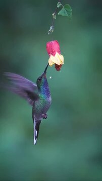 Hummingbird Feeding on a Red and Yellow Flower