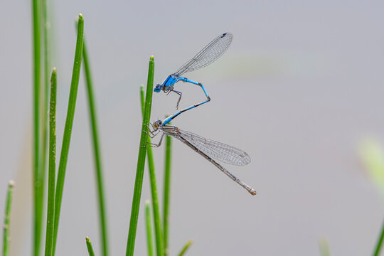 Bluet Damselflies Mating. The male graps the female behind her head in preparation for the heart-shaped mating wheel.