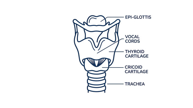 Anatomical illustration of the human larynx with labels for vocal cords and trachea