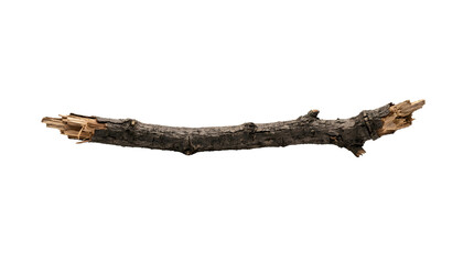 Fototapeta premium Broken Tree Branch on Black Background