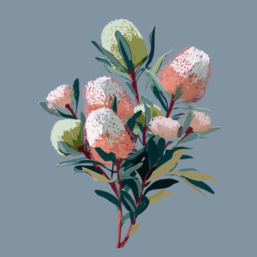 Banksia flowers and leaves illustration
