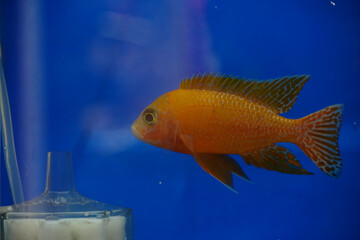 Vibrant orange cichlid fish swims gracefully in a clear blue aquarium environment © Thanakrit
