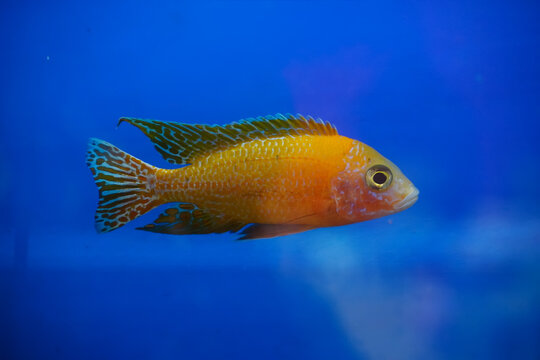 Vibrant orange cichlid fish swims gracefully in a clear blue aquarium environment
