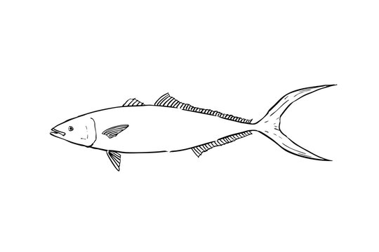 Leatherback Fish Line Art Illustration Isolated on White Background