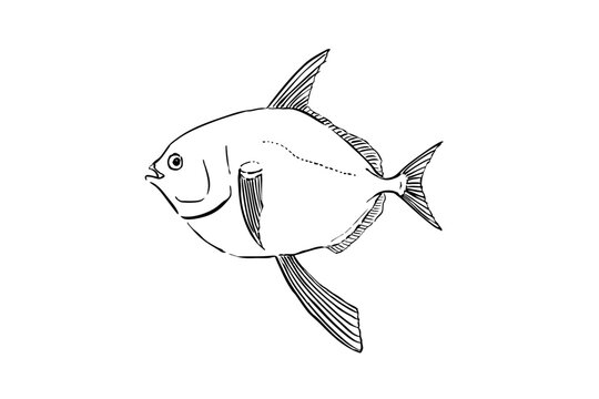 Opah Line Art Illustration Isolated on White Background