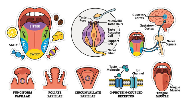 Tongue Taste Zones Diagram: Sweet, Sour, Salty, Bitter, Umami, Anatomy, Biology
