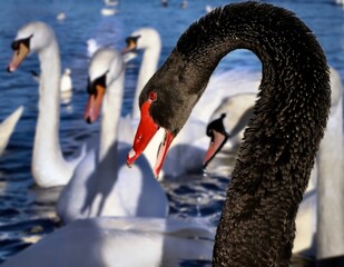 A rare black swan swimming among white swans in a lake at Kensington Gardens, London © Petra
