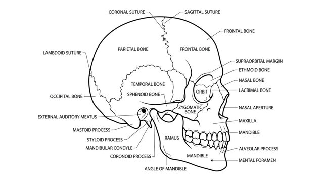 Human Skull Anatomy Diagram, Labeled Bones and Sutures, Medical Illustration