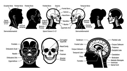 Anatomy of Human Head and Skull: Detailed Medical Illustrations with Labels © jami