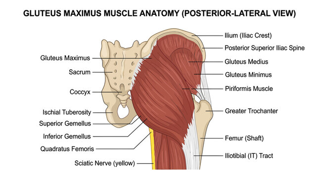 Gluteus Maximus Muscle Anatomy Posterior-Lateral View