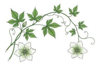Fototapeta premium Hand drawn botanical illustration of flowering vine with green leaves isolated on transparent background art