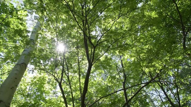Sunlight through green forest canopy, swaying branches, fixed cam
