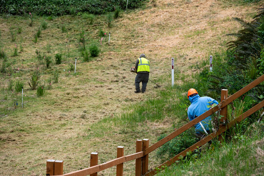 Landscaper in blue hoody and orange hard hat working in right of way with gas powered weedwhacker cutting back blackberry vines, workman using power tool
