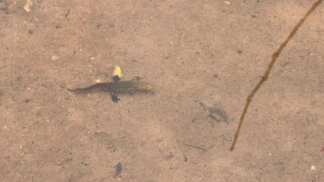 Small spotted newt swimming in shallow clear river water over a sandy bottom, amphibian in natural freshwater habitat, wildlife and river ecosystem concept.
