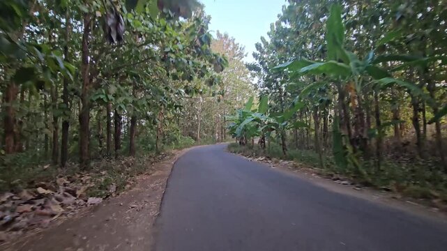POV driving on an empty winding asphalt road passing through a lush green teak forest and banana plants in the countryside