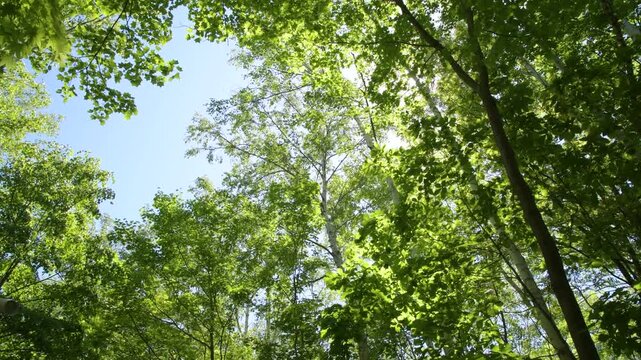 Sunlight through green forest canopy, swaying branches, fixed cam
