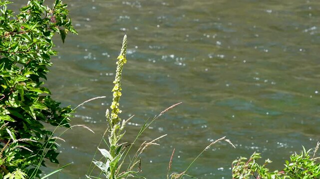 Looking past a mullein leaf plant on the side of the Provo River as leaves blow in slow motion.