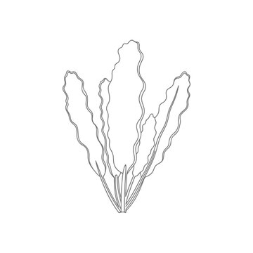 Continuous line work depicting organic growth of raw kale leaves harvested from local garden soil showing natural texture and nutritional value for healthy cooking habits within vegetarian diets