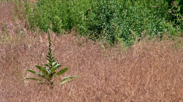 Blowing in the breeze a mullein plant movies in a field of dry grass during an extreme drought season.