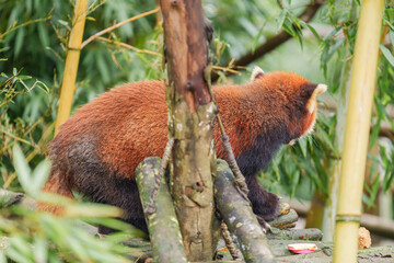 Fototapeta premium Cute Red Panda, Ailurus fulgens or lesser panda in forest at Chengdu Panda Breeding Research Center Dujiangyan. landmark and popular for tourists attractions in Chengdu, China. Travel and Vacation