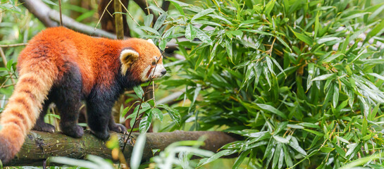 Fototapeta premium Cute Red Panda, Ailurus fulgens or lesser panda in forest at Chengdu Panda Breeding Research Center Dujiangyan. landmark and popular for tourists attractions in Chengdu, China. Travel and Vacation