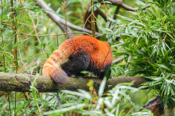 Fototapeta premium Cute Red Panda, Ailurus fulgens or lesser panda in forest at Chengdu Panda Breeding Research Center Dujiangyan. landmark and popular for tourists attractions in Chengdu, China. Travel and Vacation