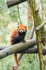 Fototapeta premium Cute Red Panda, Ailurus fulgens or lesser panda in forest at Chengdu Panda Breeding Research Center Dujiangyan. landmark and popular for tourists attractions in Chengdu, China. Travel and Vacation