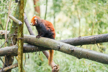 Fototapeta premium Cute Red Panda, Ailurus fulgens or lesser panda in forest at Chengdu Panda Breeding Research Center Dujiangyan. landmark and popular for tourists attractions in Chengdu, China. Travel and Vacation