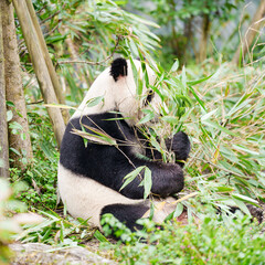 Fototapeta premium Cute Giant Panda, Ailuropoda melanoleuca or panda bear in forest at Chengdu Panda Breeding Research Center Dujiangyan. landmark and popular for tourists attractions in Chengdu, China.