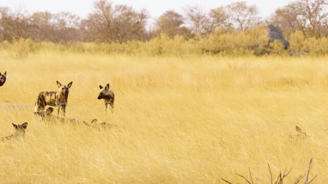 A herd of wild dogs with cubs standing in yellow grasses under full sunlight. The grass sways gently in the wind as the wild dogs look around.