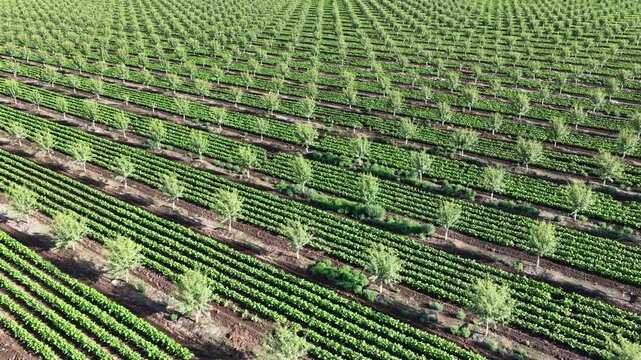 Aerial View of Orchard with Alternating Fruit Tree and Low Crop Rows Stretching to Horizon in California Central Valley