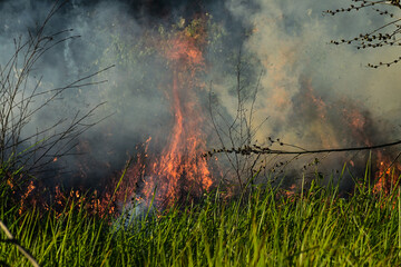 Fototapeta premium Smoke rises thick and golden above green grass. Lone branch bends in the haze, stark and thin. Fire burns unseen but felt in the air. Nature's quiet strength amid destruction. Smoke rises thick