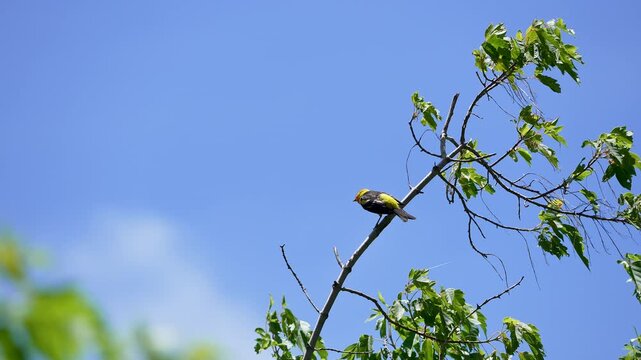 Western Tanager perched on a branch blowing in the wind then flying away.