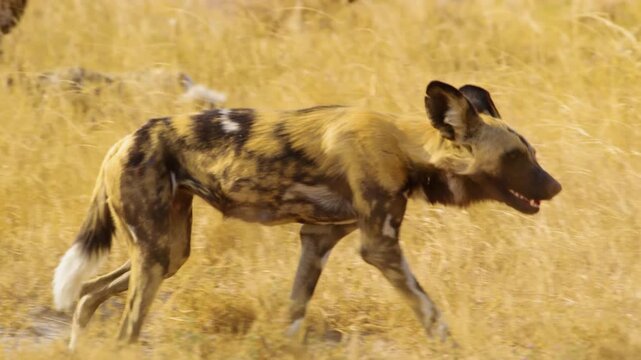 A wild dog (Lycaon pictus) searching for food in the yellow grass, with the grass swaying gently in the wind. The footage captures the wild dog's hunting behavior.