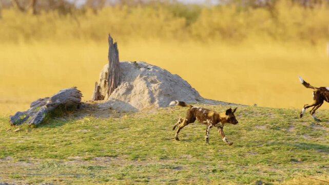 Slow-motion footage of wild dogs (Lycaon pictus) playing and running after one another in the savannah. The footage captures their energetic and social behavior.