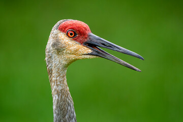 Fototapeta premium red crowned crane