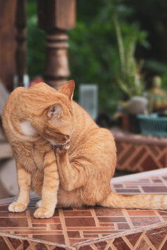 Close-up of a ginger tabby cat grooming and licking its paw.  A charming macro close-up capturing a healthy domestic ginger tabby cat engaged in its daily grooming routine