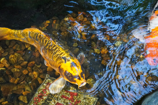 Vibrant yellow koi fish swims gracefully in clear water over colorful pebbles