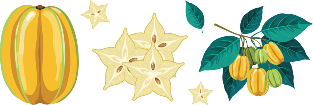 Fresh yellow star fruit vector set featuring whole carambola exotic tropical fruit slices cut pieces and a green leaf tree branch with ripe harvest