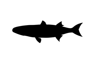 Fototapeta premium Flathead Grey Mullet Silhouette Illustration Isolated on White Background