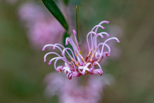 Close up of Australian Pink Spider Fower