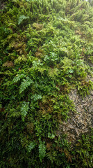 Fototapeta premium Green Moss Nature Texture Background