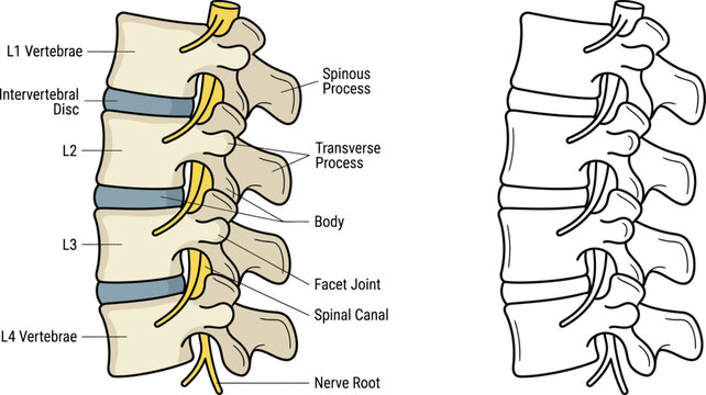 Detailed medical illustration of the human lumbar spine anatomy showing vertebrae intervertebral discs and nerve roots ideal for educational and healthcare purposes