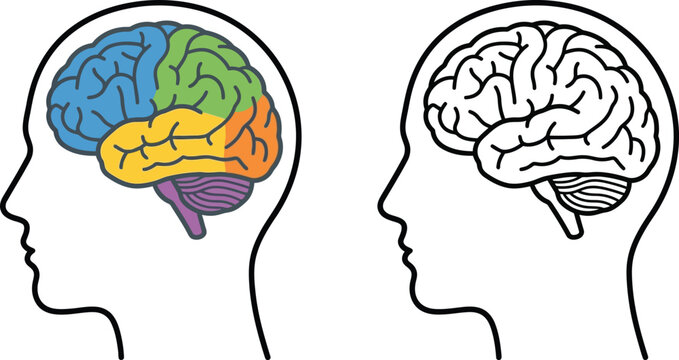 Brain lobes diagram and outline in profile medical illustration for science and education isolated on white background