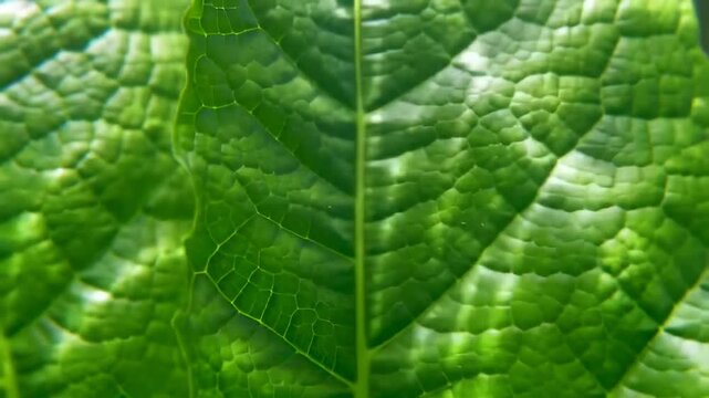 Close-up view of vibrant green leaf veins and textured surface, showcasing natural pattern and organic detail