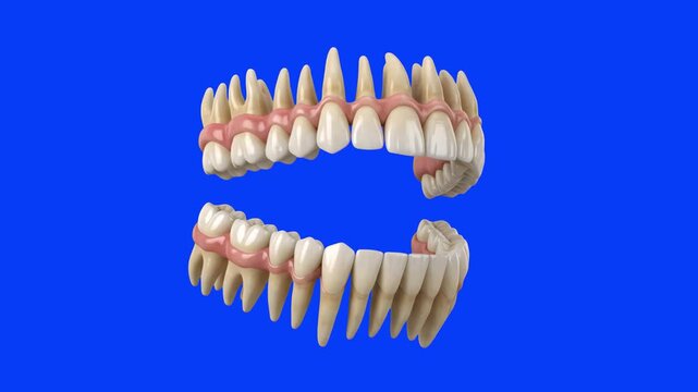 A detailed 3D anatomical rendering of upper and lower human jaws with clean teeth and gums floating apart. Set against a solid blue screen backdrop, this asset is ideal for dental clinic branding, ort