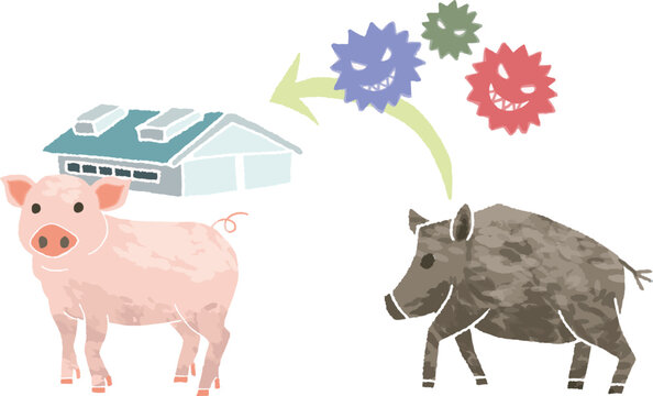 Vector infographic illustration showing the virus transmission route from a wild boar to farm pigs, swine fever infection risk concept