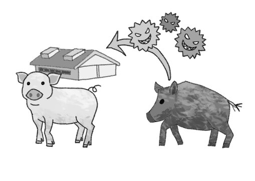 Monochrome infographic of virus transmission from wild boar to pigs, black and white line art chart on a white background