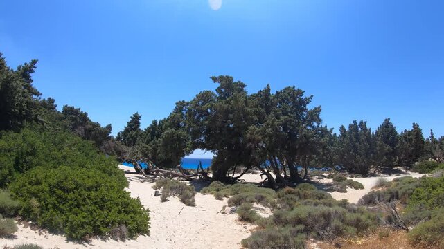 Video of a walk among the juniper cedar trees at Kedrodasos Beach in Crete.